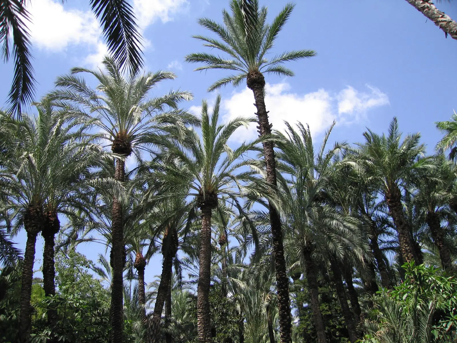 Huerto del Cura de Elche, the home of the eight-armed palm tree