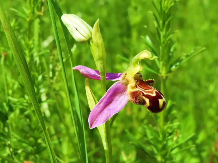 Iberian orchid: Characteristics, care, cultivation, pests and diseases