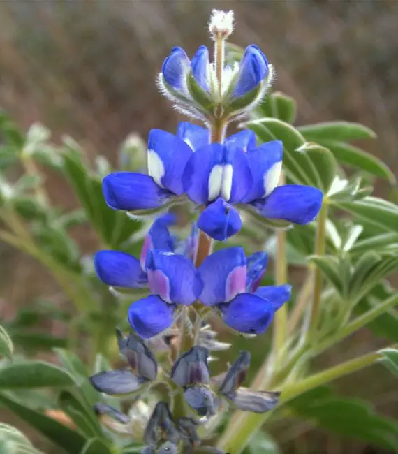 Ideal flowers for garden or pot: getting to know the Lupine