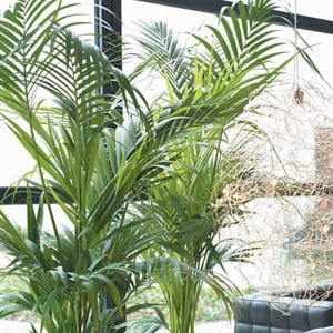 Indoor Palm Growing II | Gardening On
