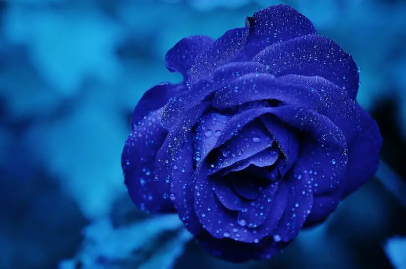 Is the meaning of blue roses