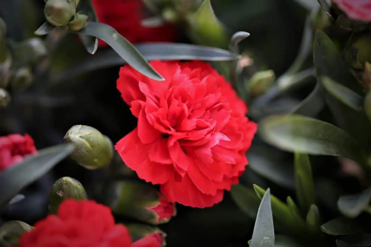 Is the meaning of red carnations
