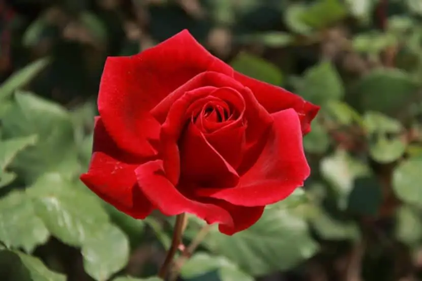 Is the meaning of red roses