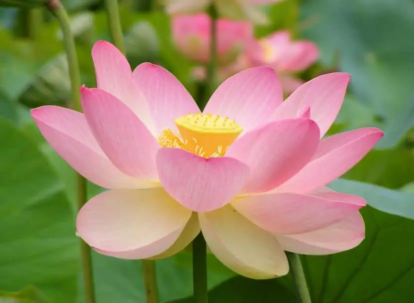 Is the meaning of the lotus flower