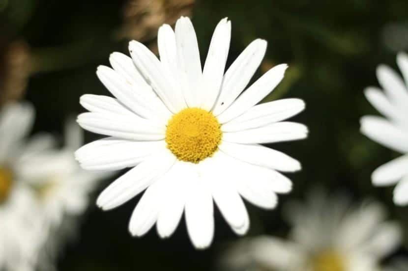 Is the meaning of white flowers