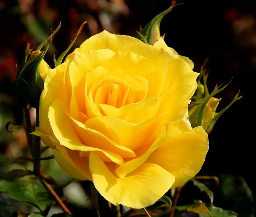 Is the meaning of yellow roses