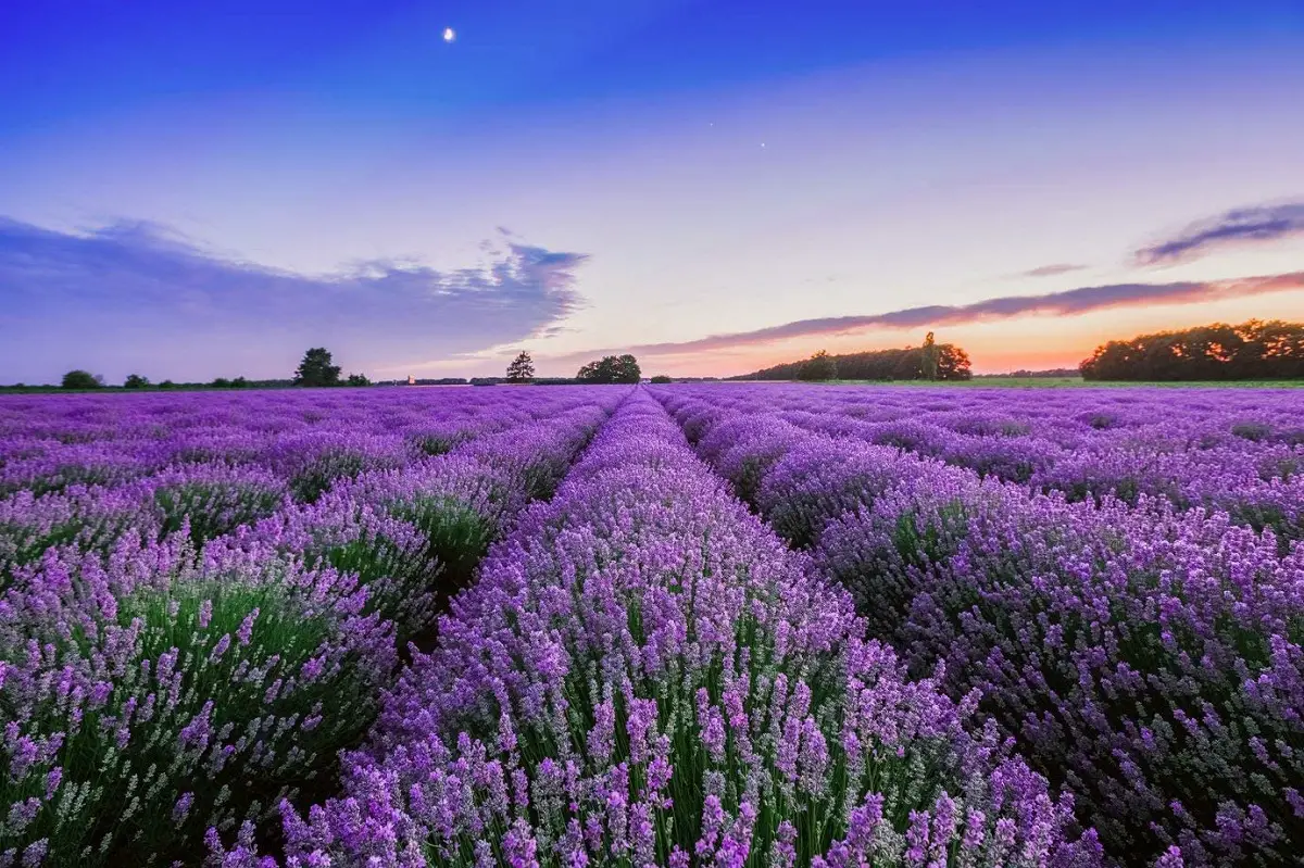 Lavender: characteristics, properties and differences with lavender