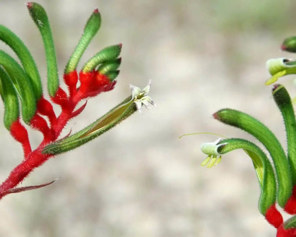 Learn to Care for the Extraordinary Kangaroo Paw Flower