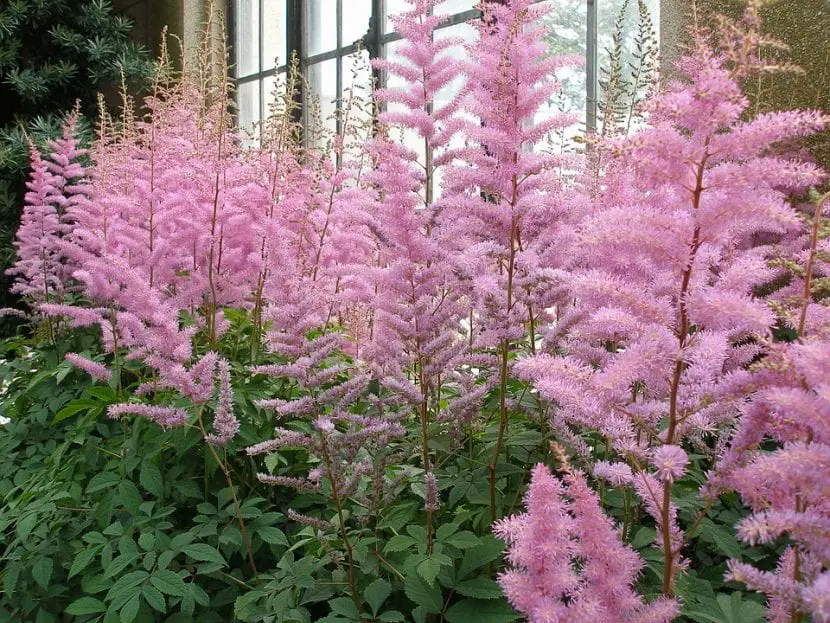 Learn to take care of Astilbe, a plant that will make your life happy