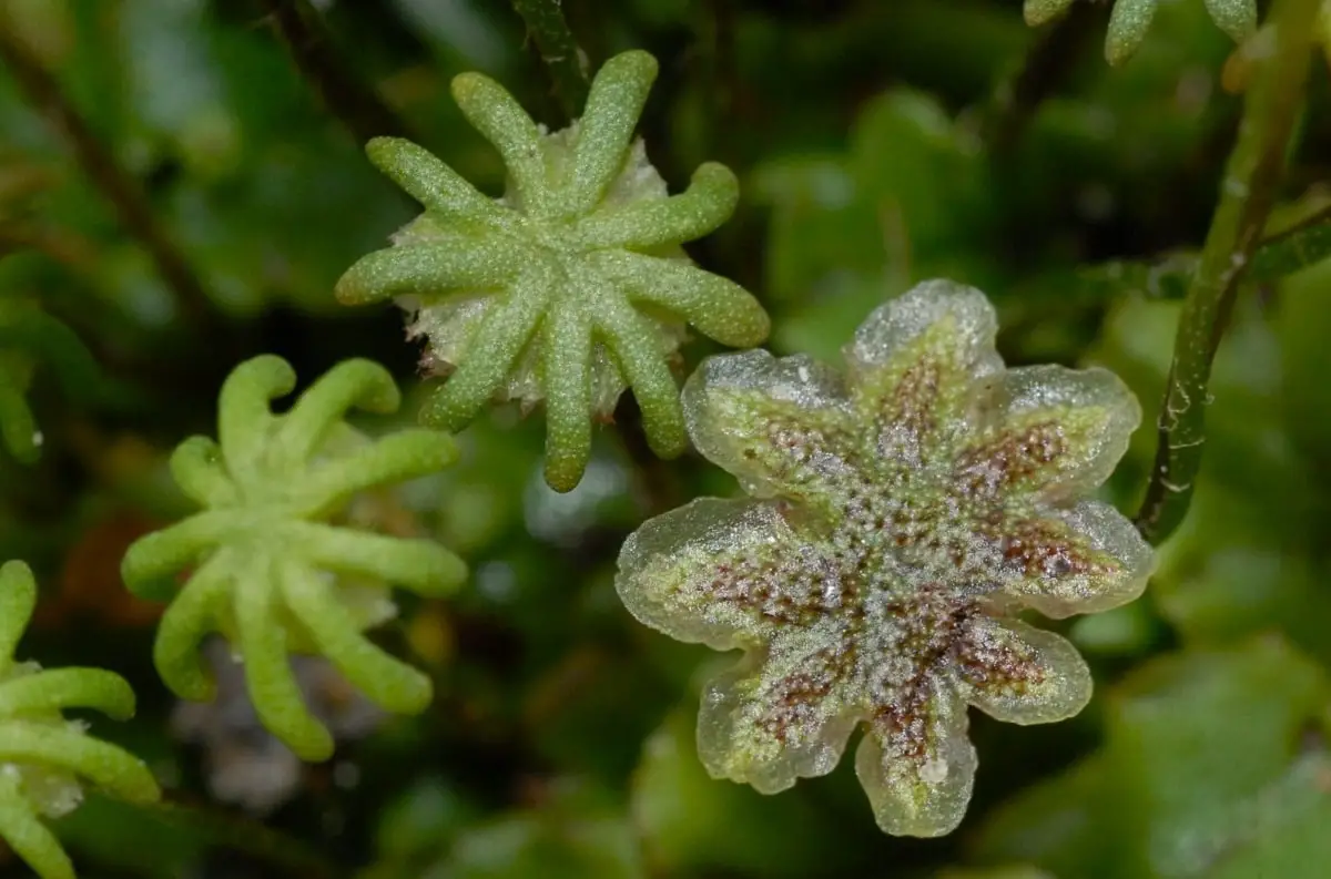 Marchantia polymorpha: A strange underwater plant