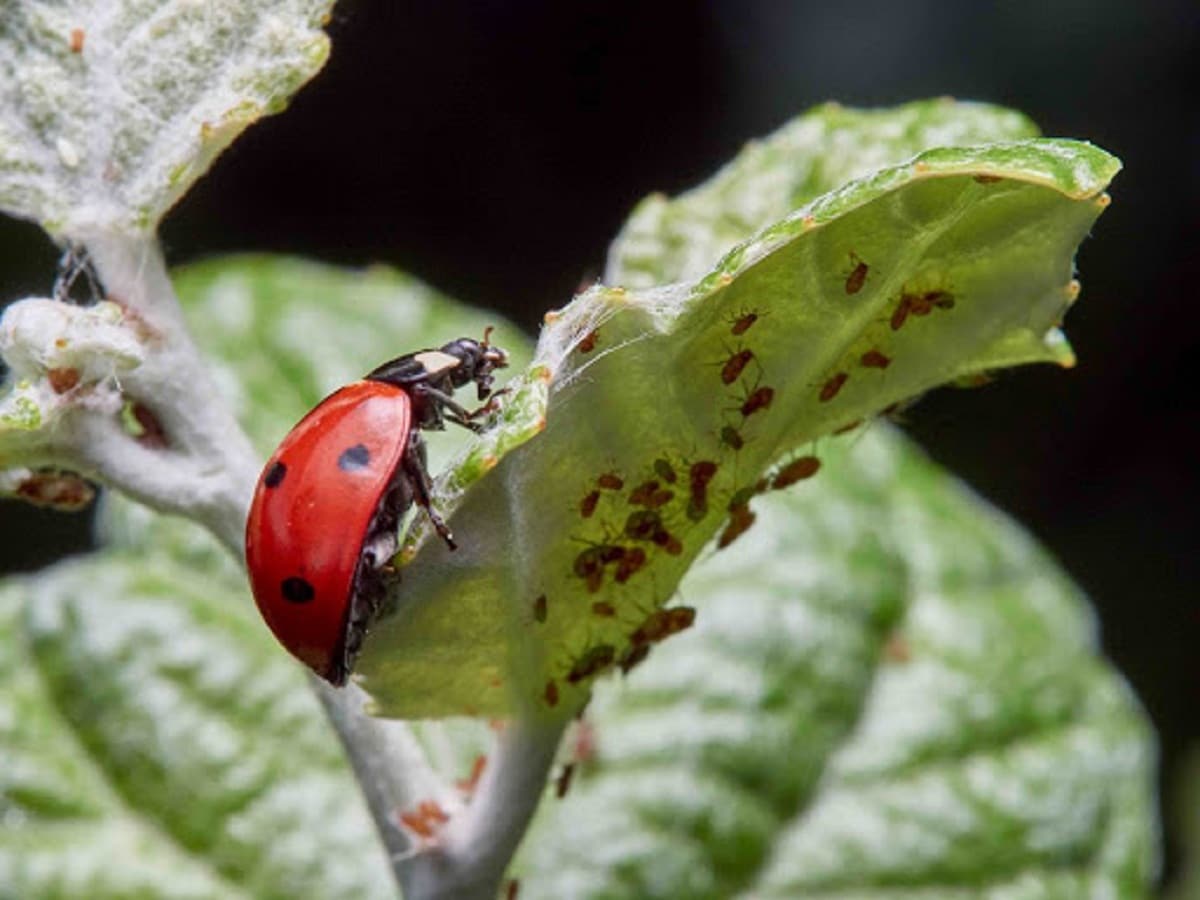 Coccinella Septempunctata: Characteristics, Life Cycle And Uses - DIY ...