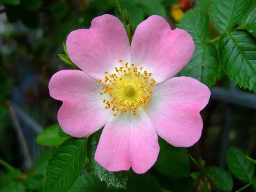 Meet a very special flower: the Rosa canina