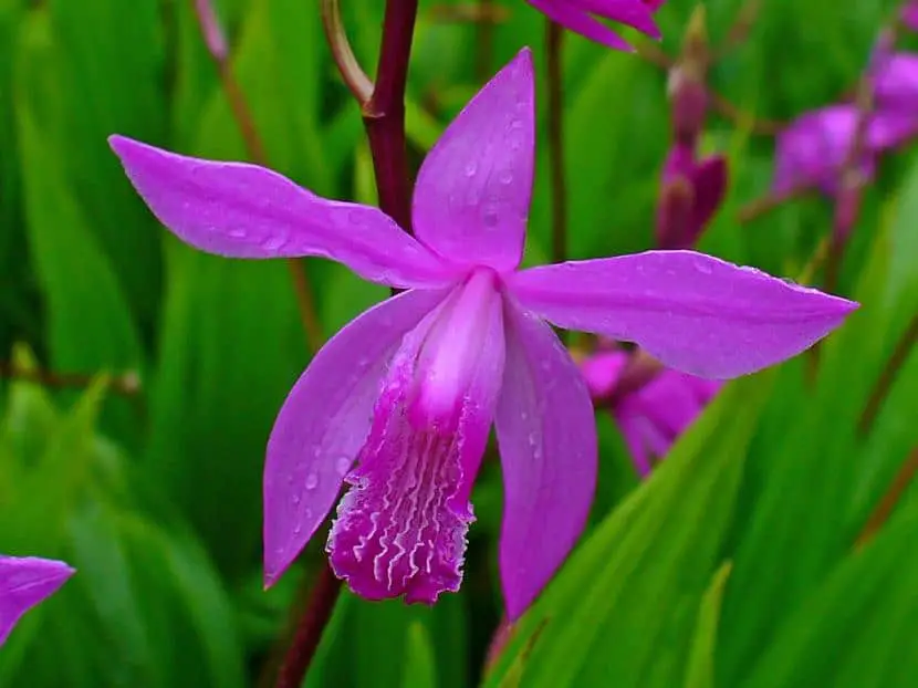 Meet the Bletilla, the urn orchid
