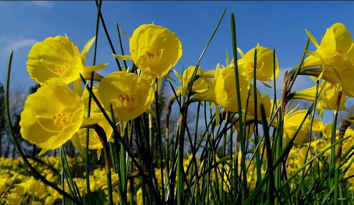 Narcissus bulbocodium: A colorful plant for your gardens