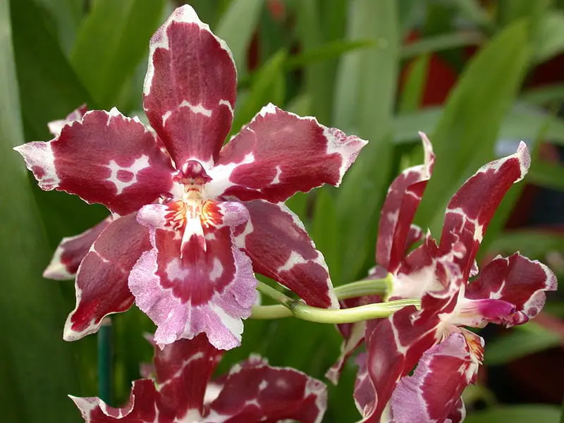 Odontoglossum, a very grateful orchid