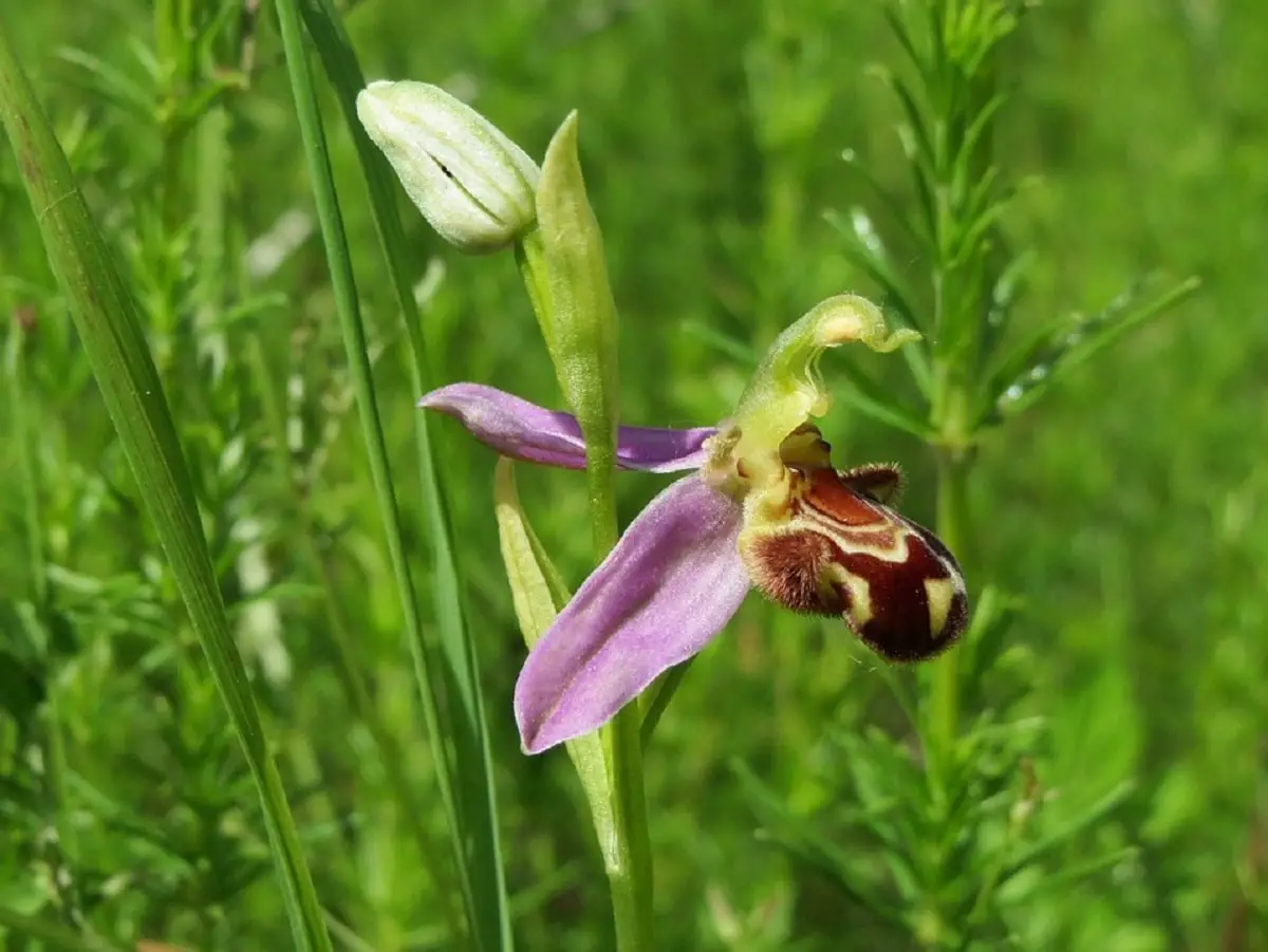 Ophrys apifera: an orchid with a flower that looks like a bee