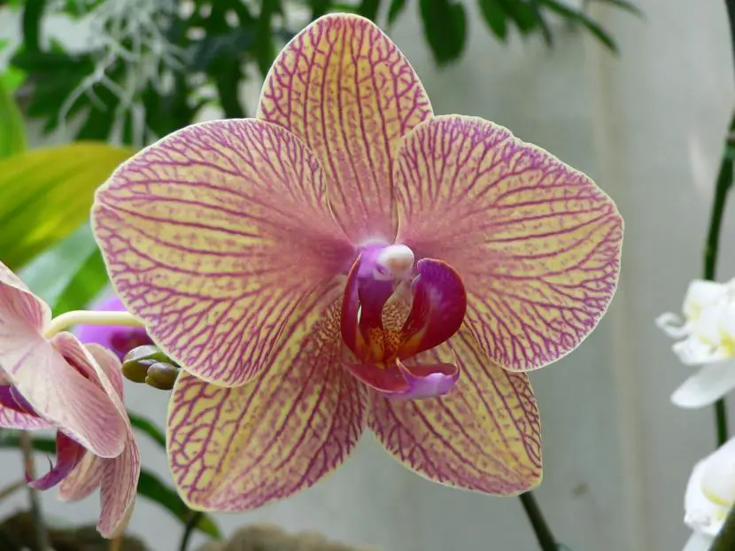 Orchid care in winter | Gardening On
