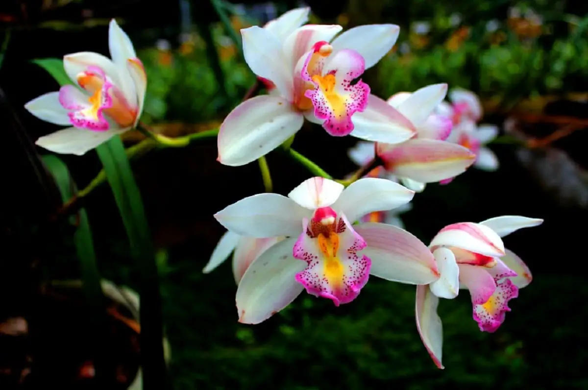 Orchids: The importance of knowing how and when to prune them