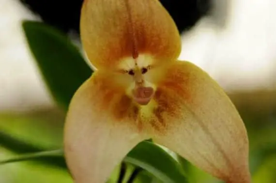 Orchids that have acquired the shape of animals