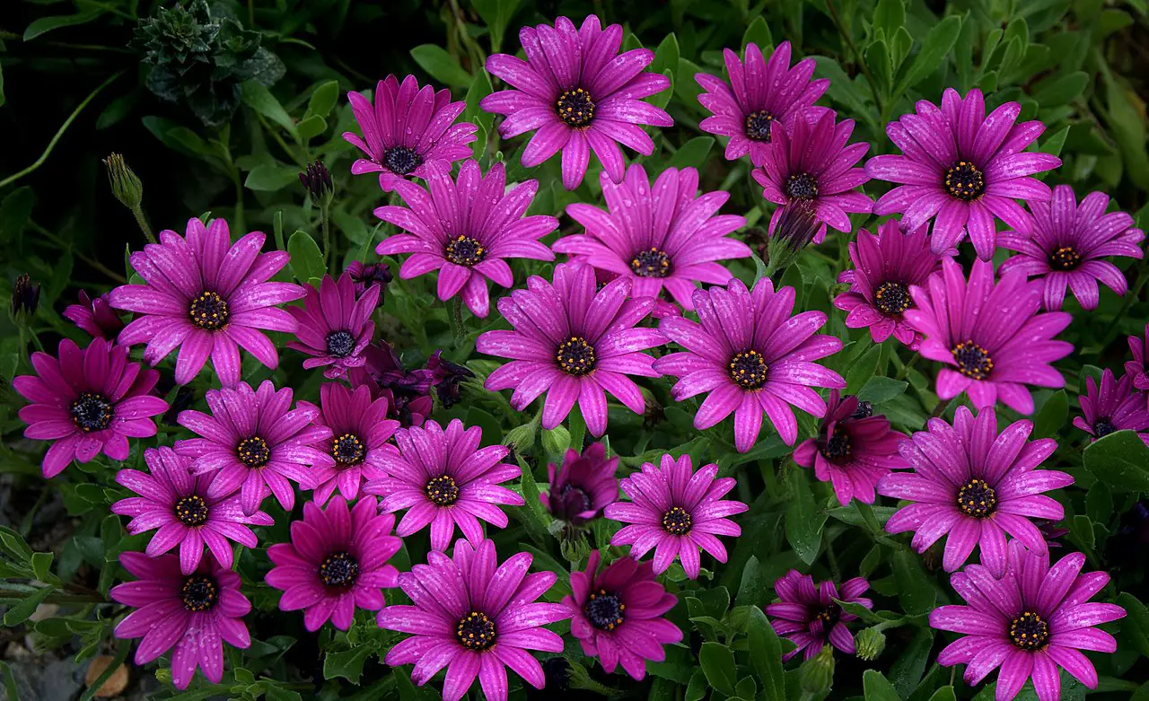 Osteospermum or African daisy care guide