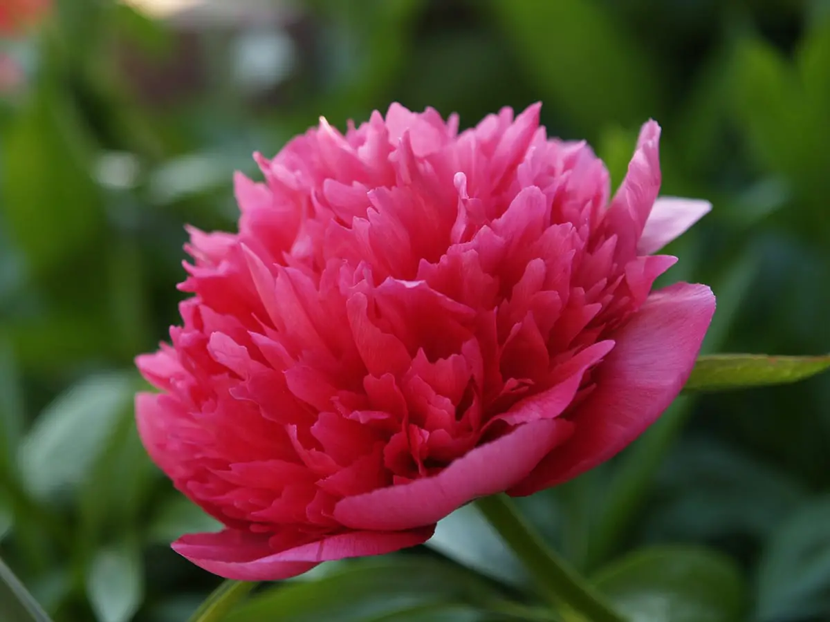 Paeonia officinalis: What is it, names, properties and where to find it