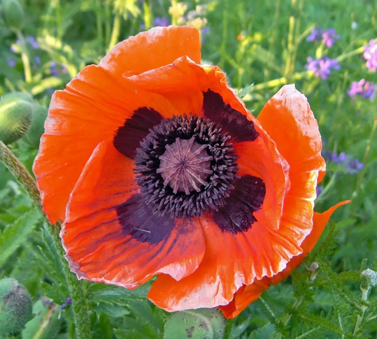 Papaver orientale: the most beautiful poppy for decoration