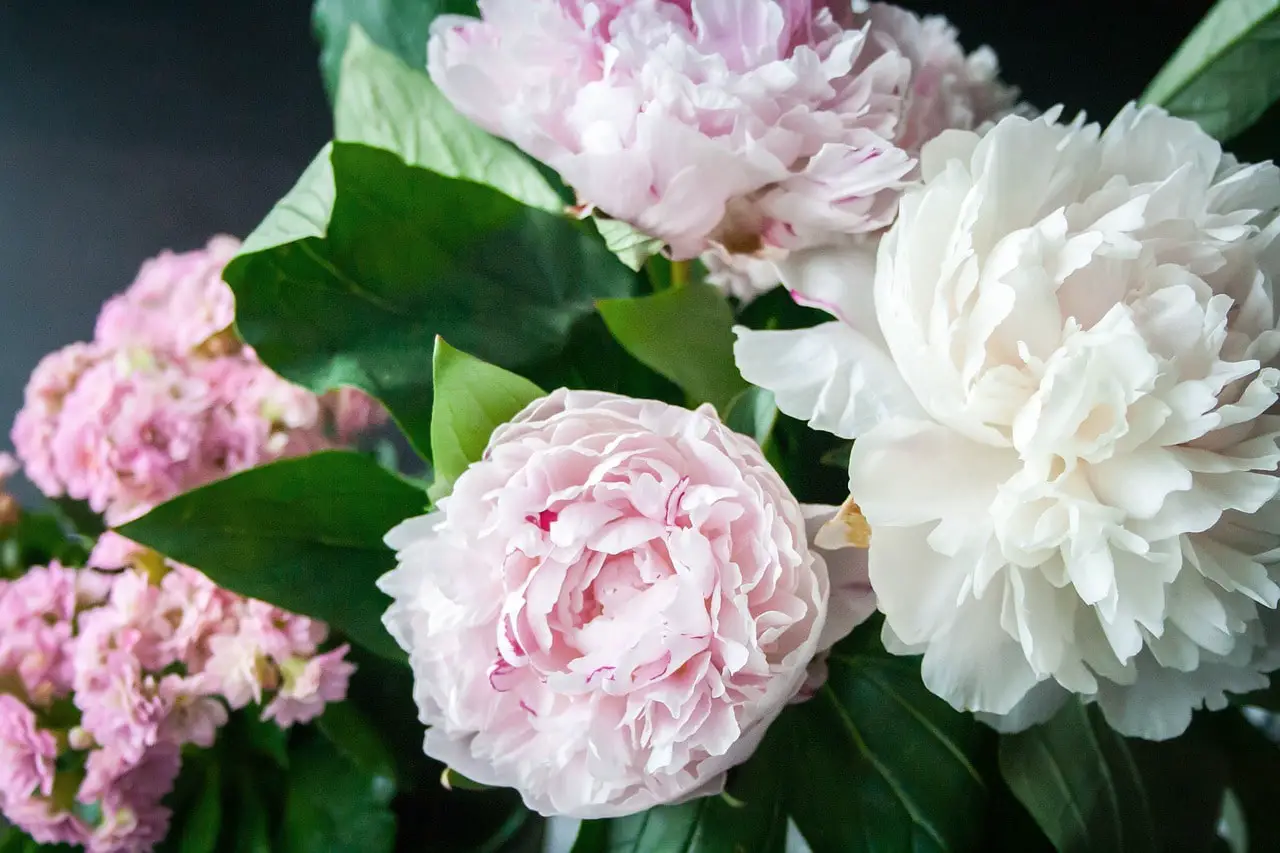 Peonies: Meaning according to cultures and colors