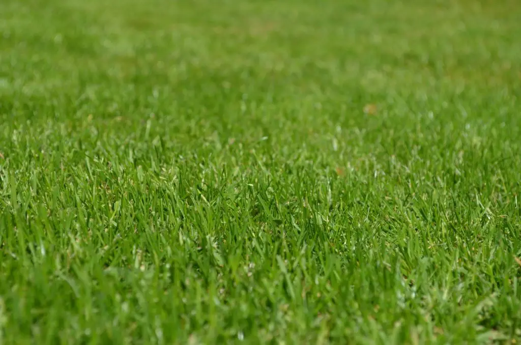 Perennial Raygrass, Hardy Grass | Gardening On