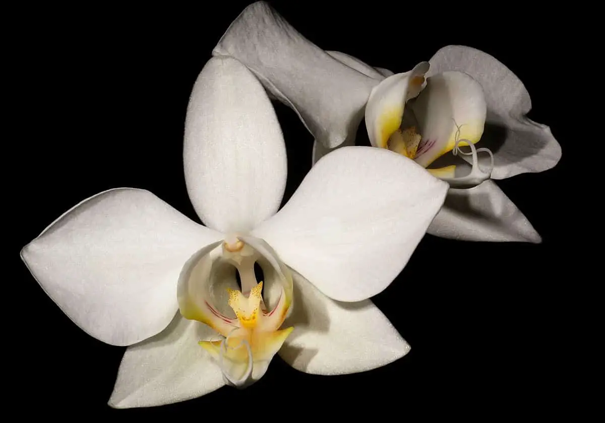 Phalaenopsis aphrodite: characteristics, care and much more