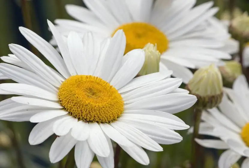 Photos of daisies | Gardening On