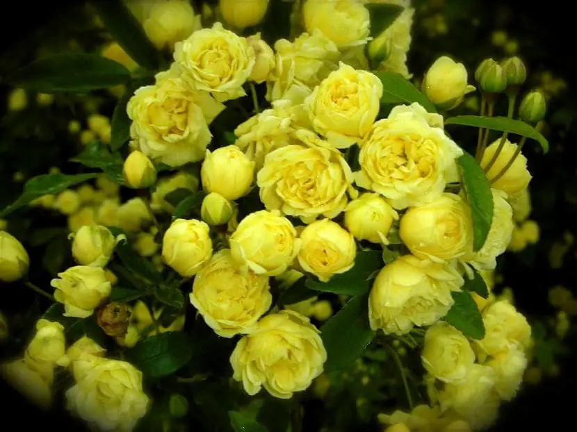 Pitimini rose, a small shrub with precious flowers