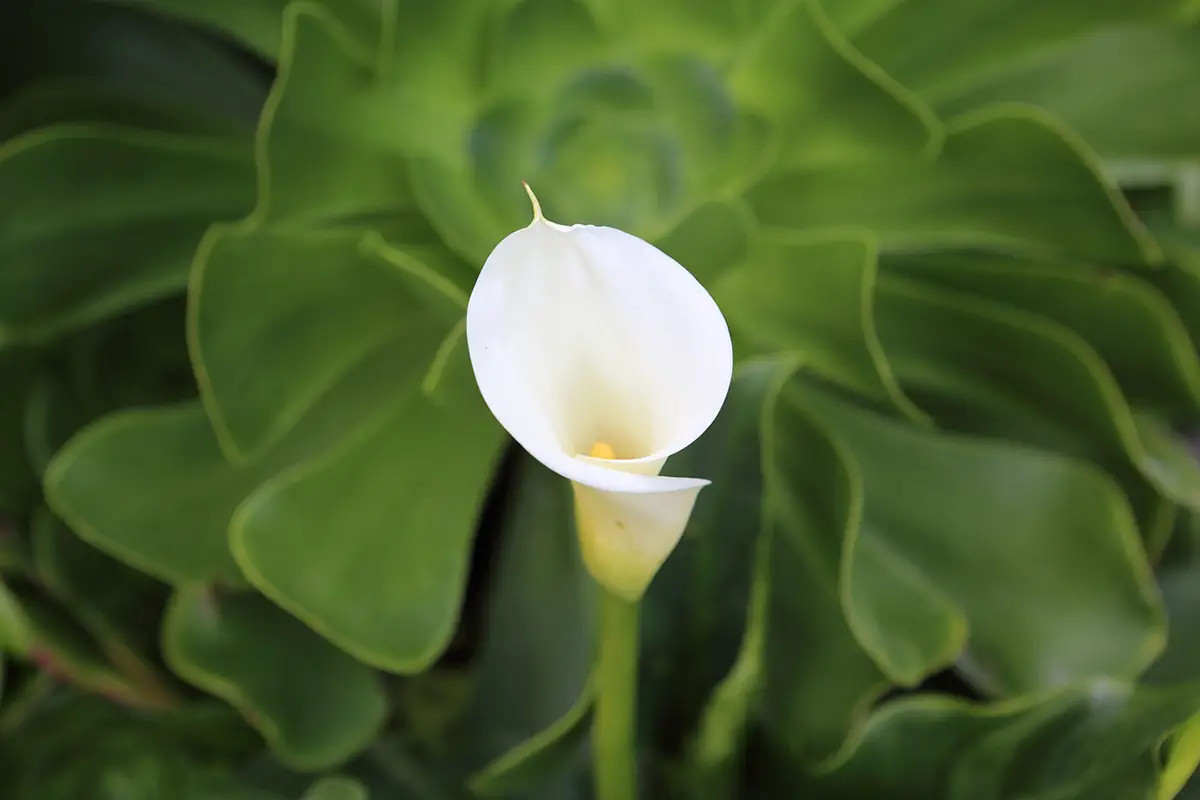 Plant Calla Lilies: How and When to Grow Them and Aftercare