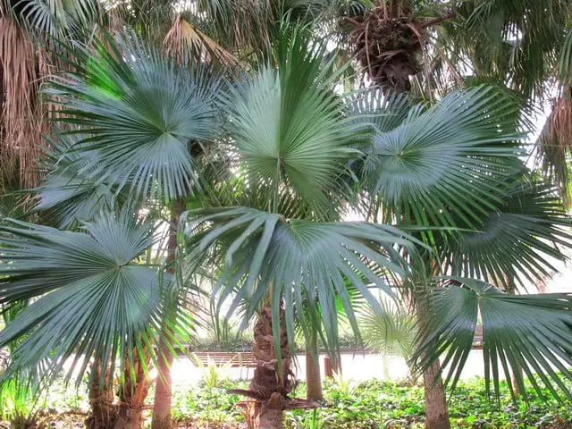 Plant Palm Trees | Gardening On
