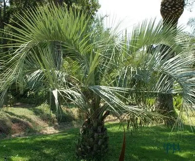Plant Palm Trees II | Gardening On