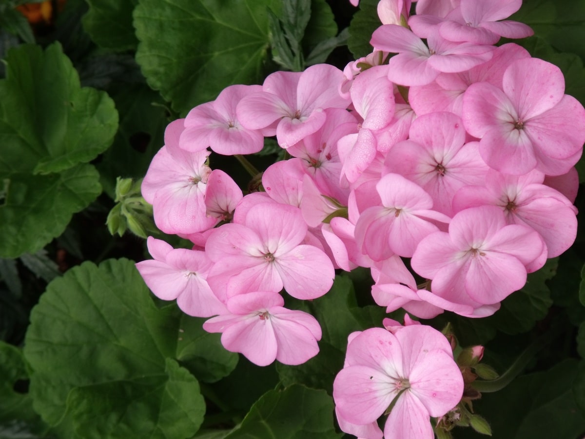 Planting geraniums: when and how to do it