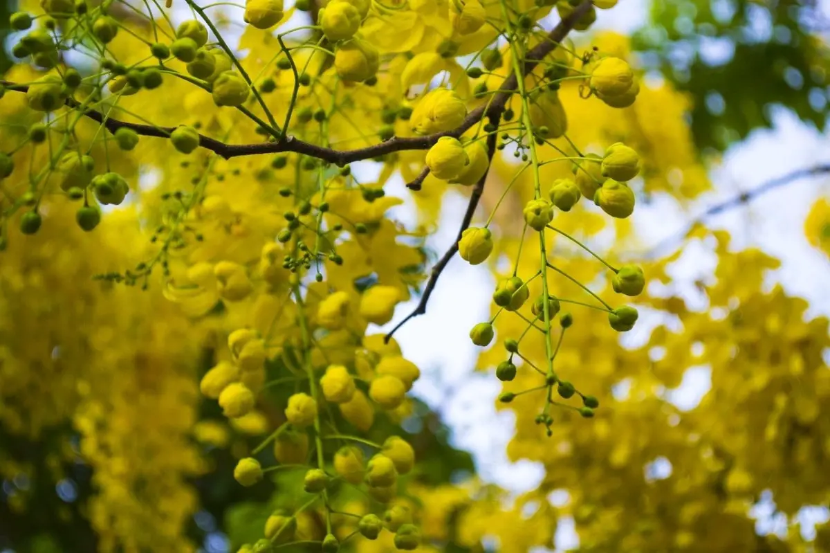 Plants of the genus Cassia: characteristics, uses and care