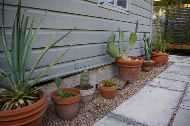 Pot Change and Cactus Transplant II