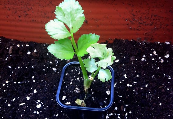 Potted celery cultivation | Gardening On