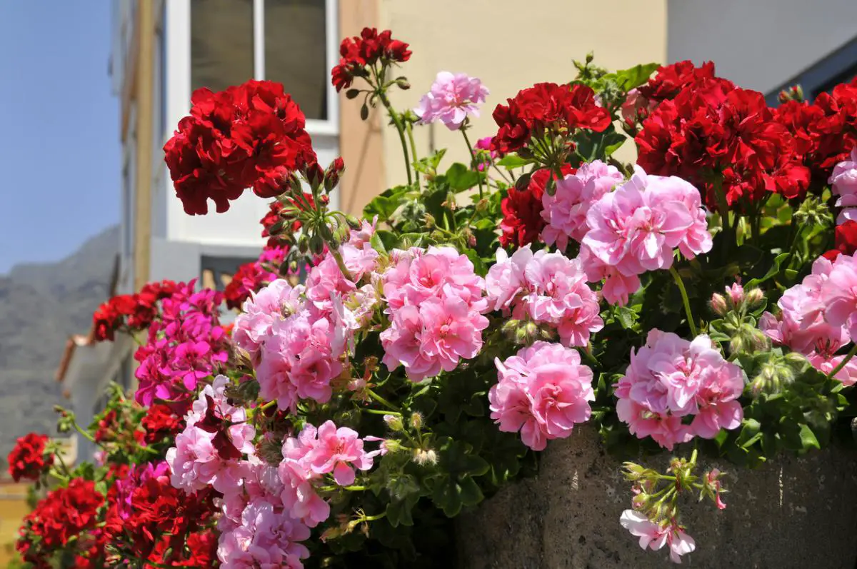 Potted geranium care: aspects to consider