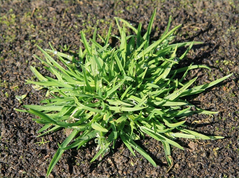 Prepare your ecological lawn with Poa annua. Everything you need to know