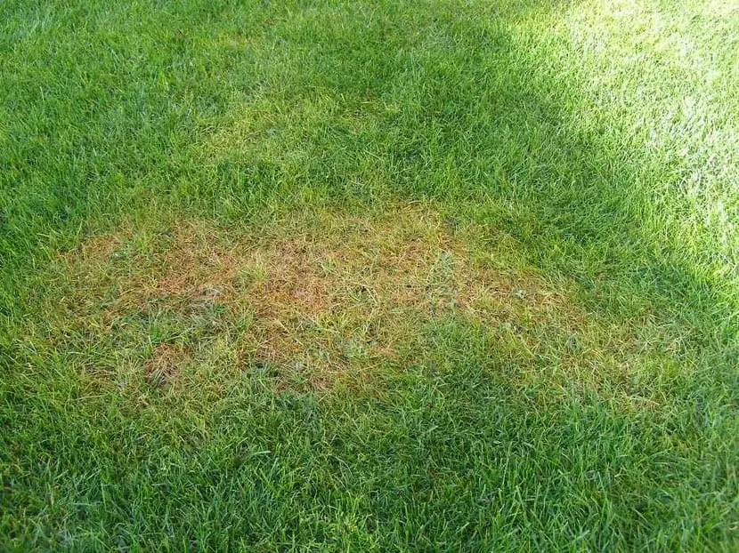 Prevent the attack of fungi in the lawn