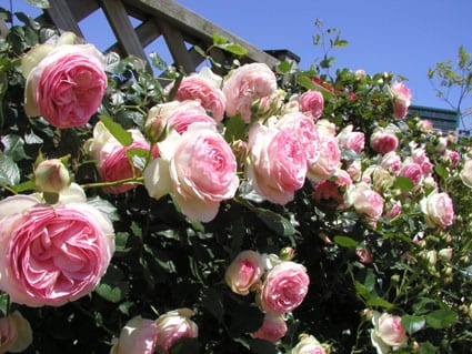 Pruning of the Rose: Tea Hybrids