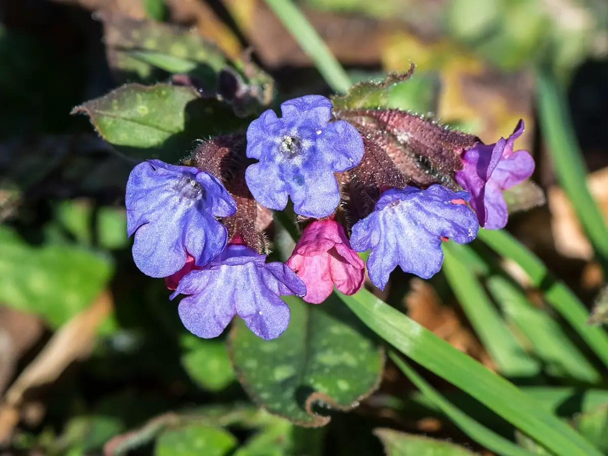 Pulmonaria: what is it like and what are its basic care?