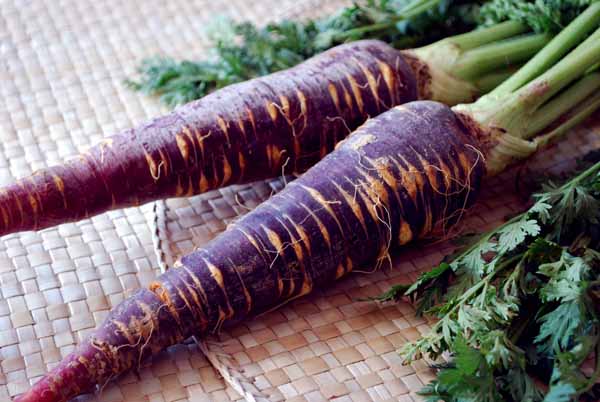 Purple carrots and colored carrots
