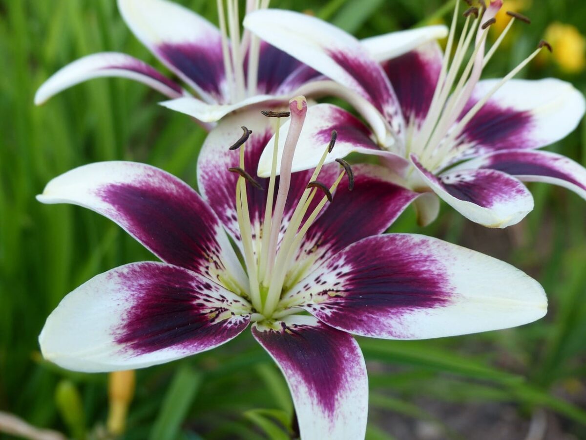 Purple lilies: What are they, care and meaning