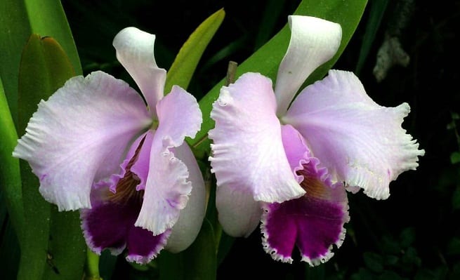 Reproduction of Orchids | Gardening On