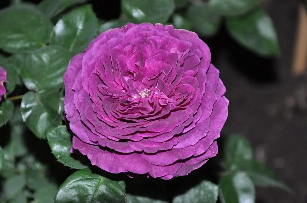 Rosa damascena, the flower that helps you against stress