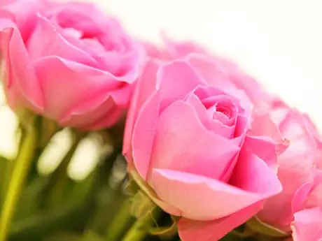 Rose Diseases II | Gardening On