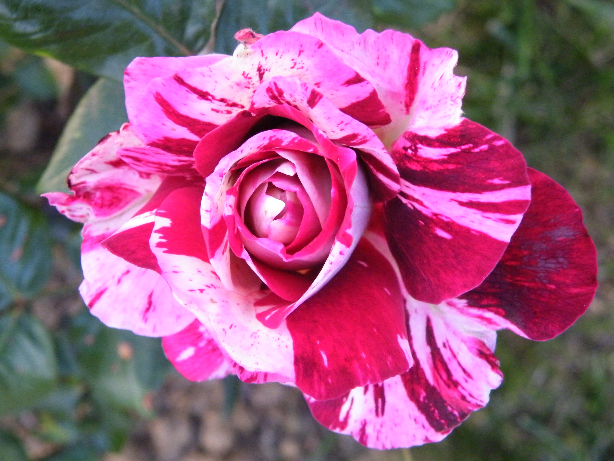 Rose bush ‘Julio Iglesias’, ideal to give on Valentine’s Day
