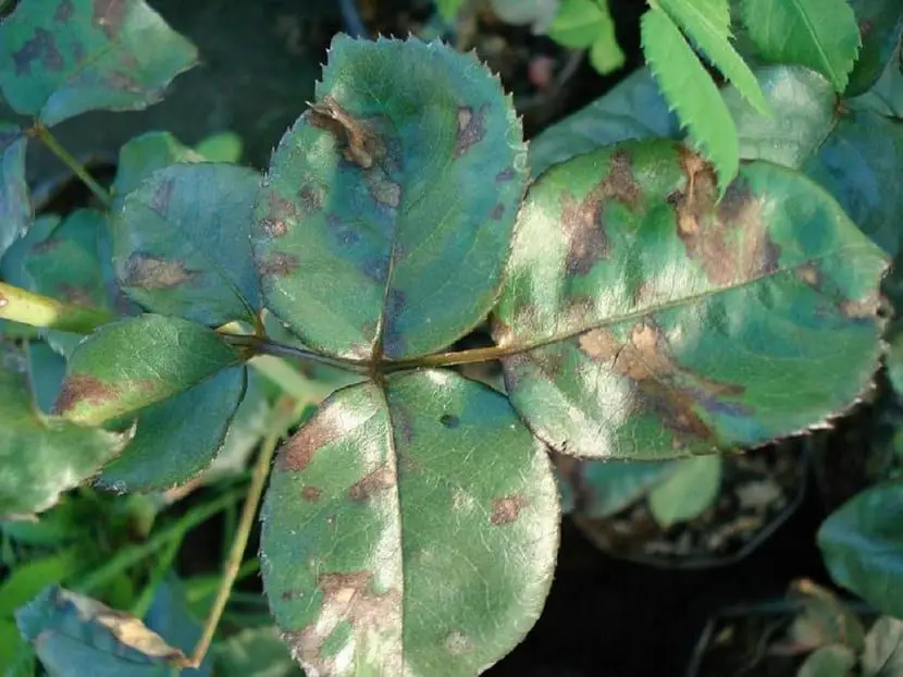 Rose bush diseases: black spot